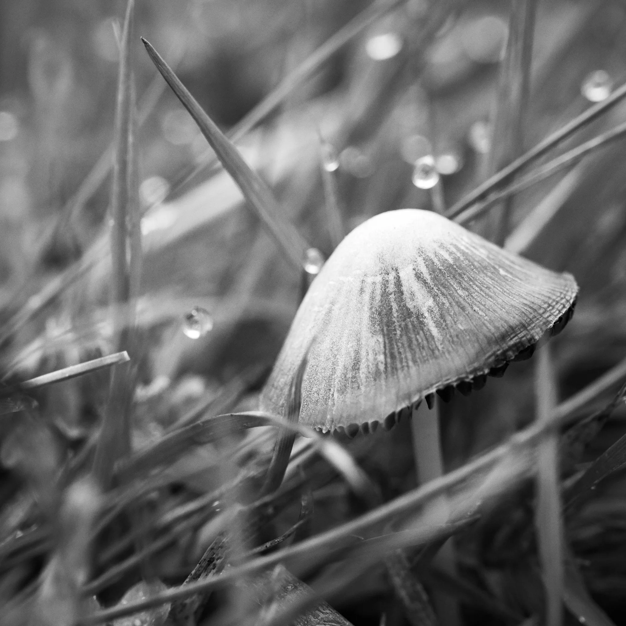 DSCF7912.jpg