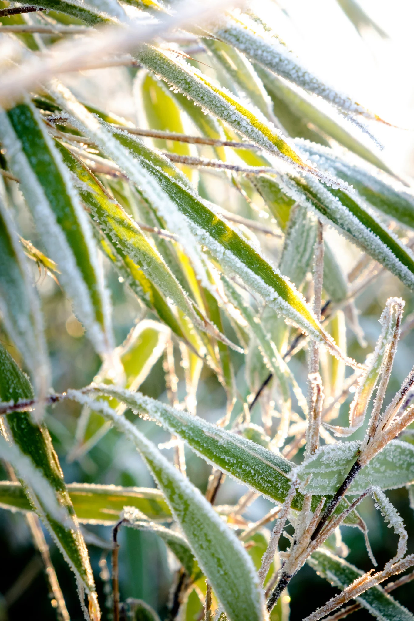 20160120-JensRohde-Frost over Monbjerg-31.jpg