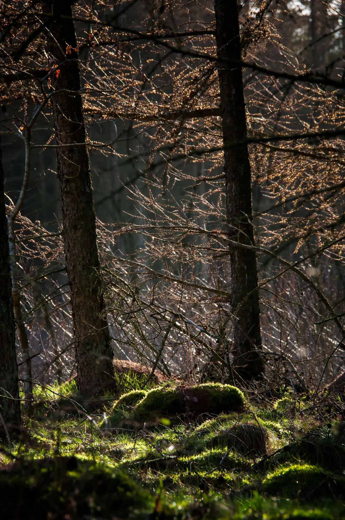 20140311-JensRohde-Rold skov-23.jpg