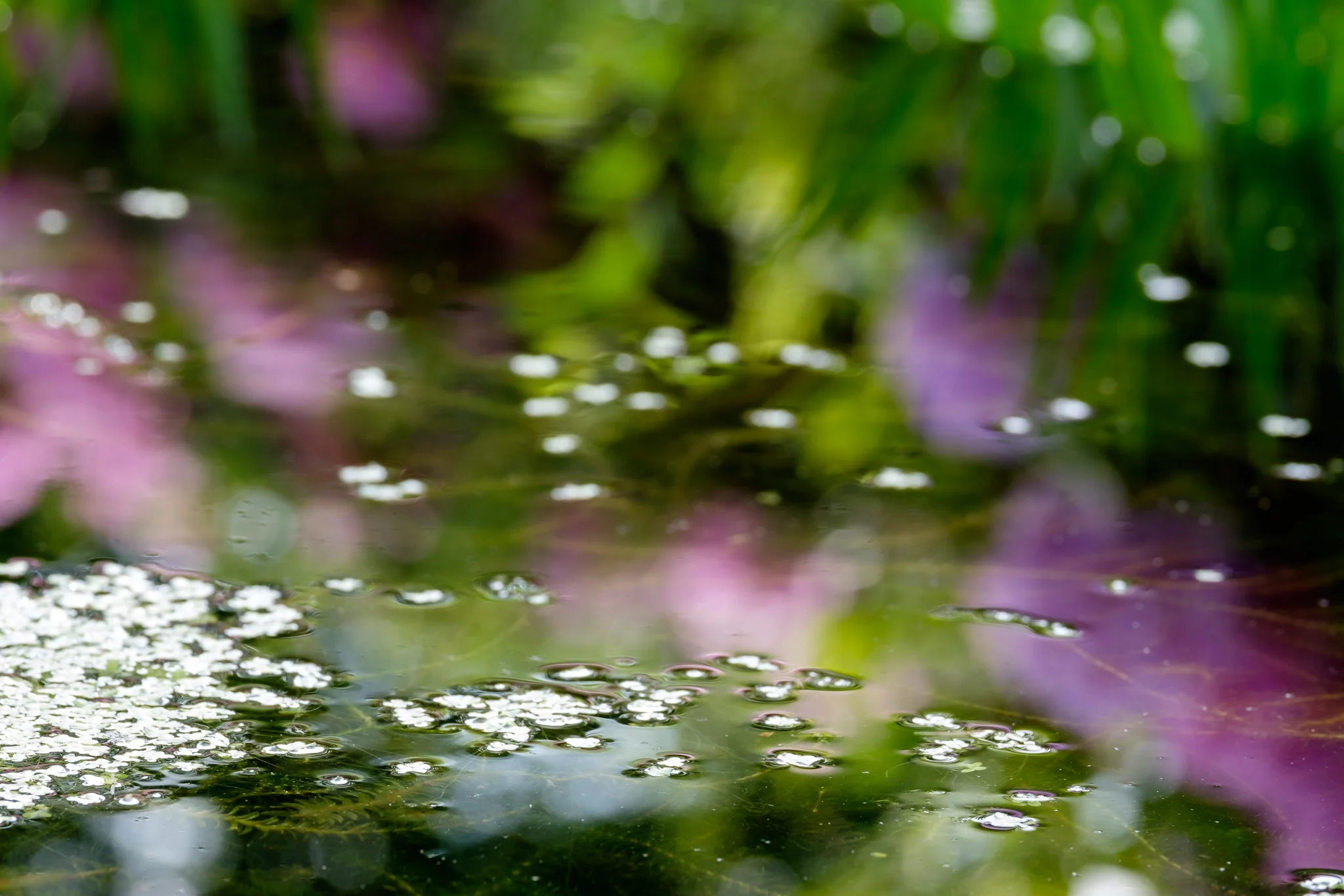 DSCF3520.jpg