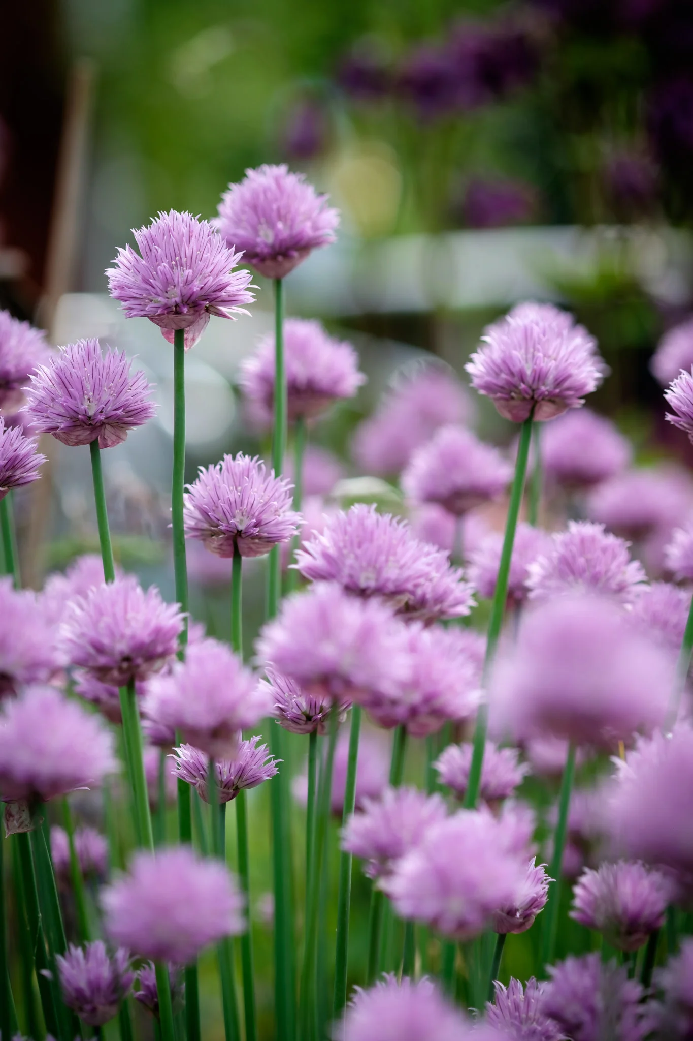 DSCF6510.jpg