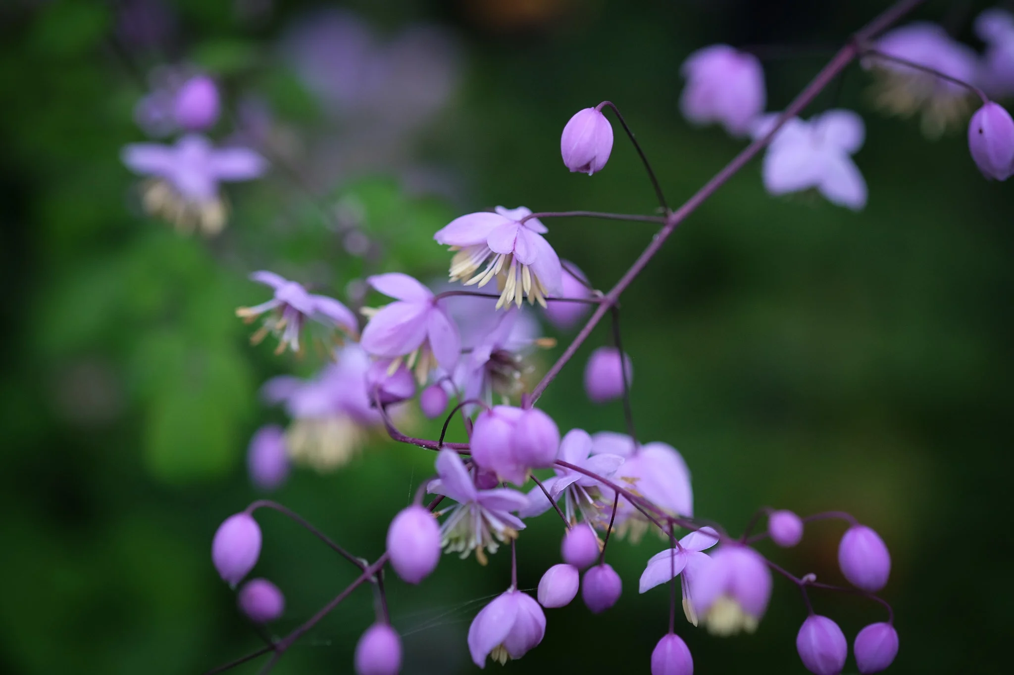 DSCF9213.jpg