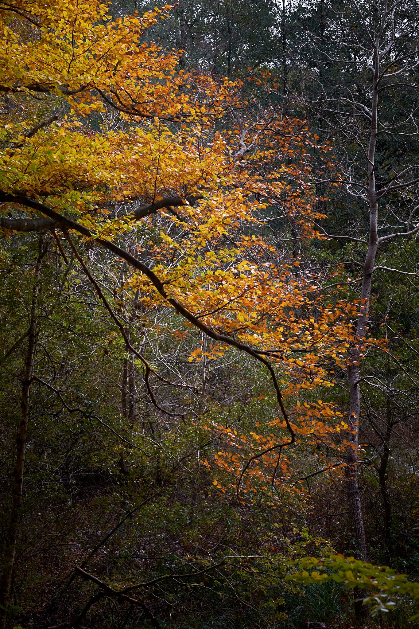 20181029-Mols_Bjerge-039.jpg