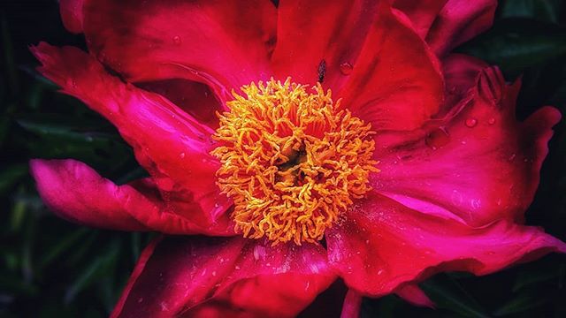 💮#flowerstagram
#peonies 🌸
💮#springflowers
#individuality 🌸
💮#naturelovers
#mindfulness 🌸
💮#presence