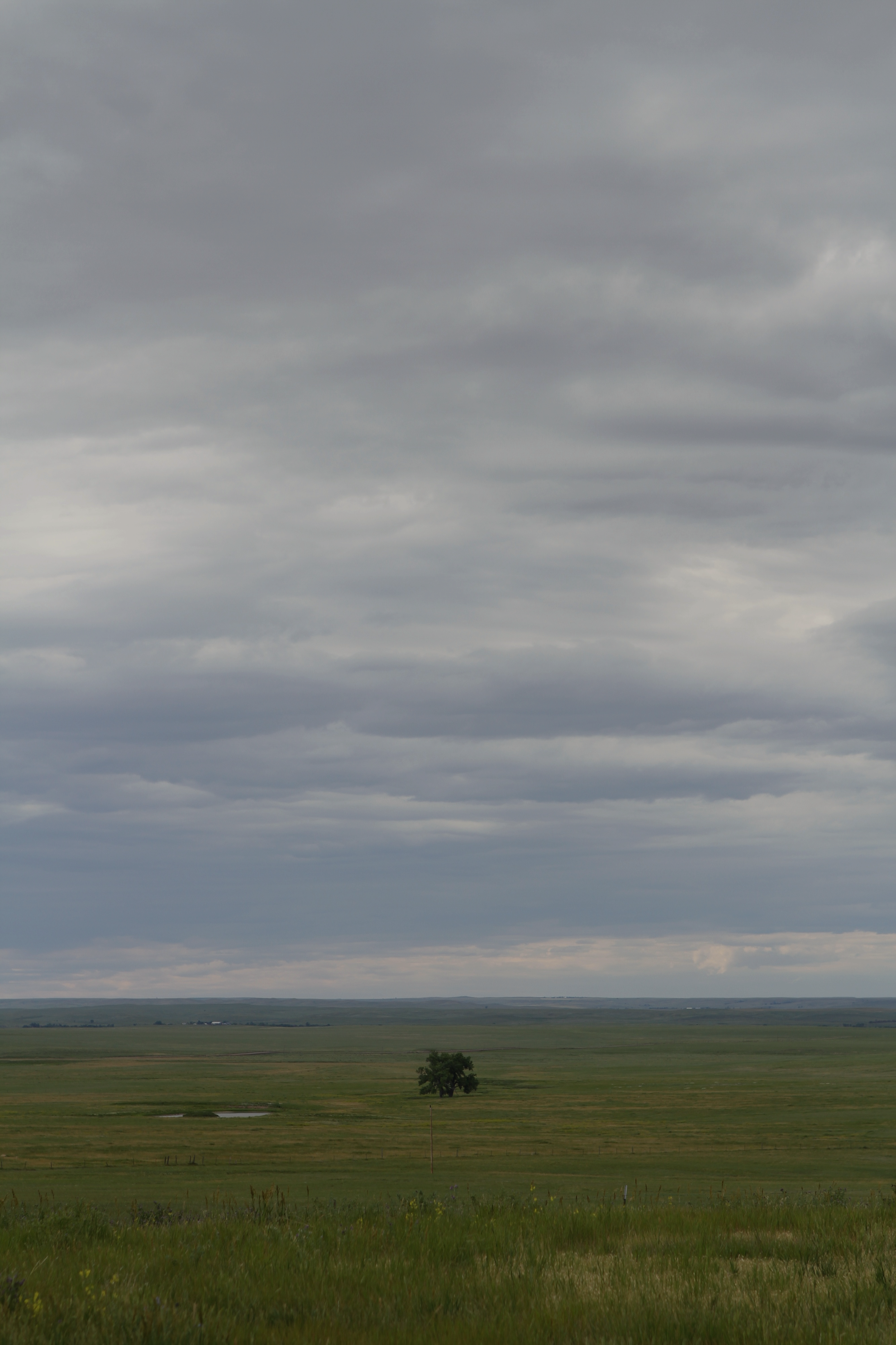 Tree_South Dakota.png