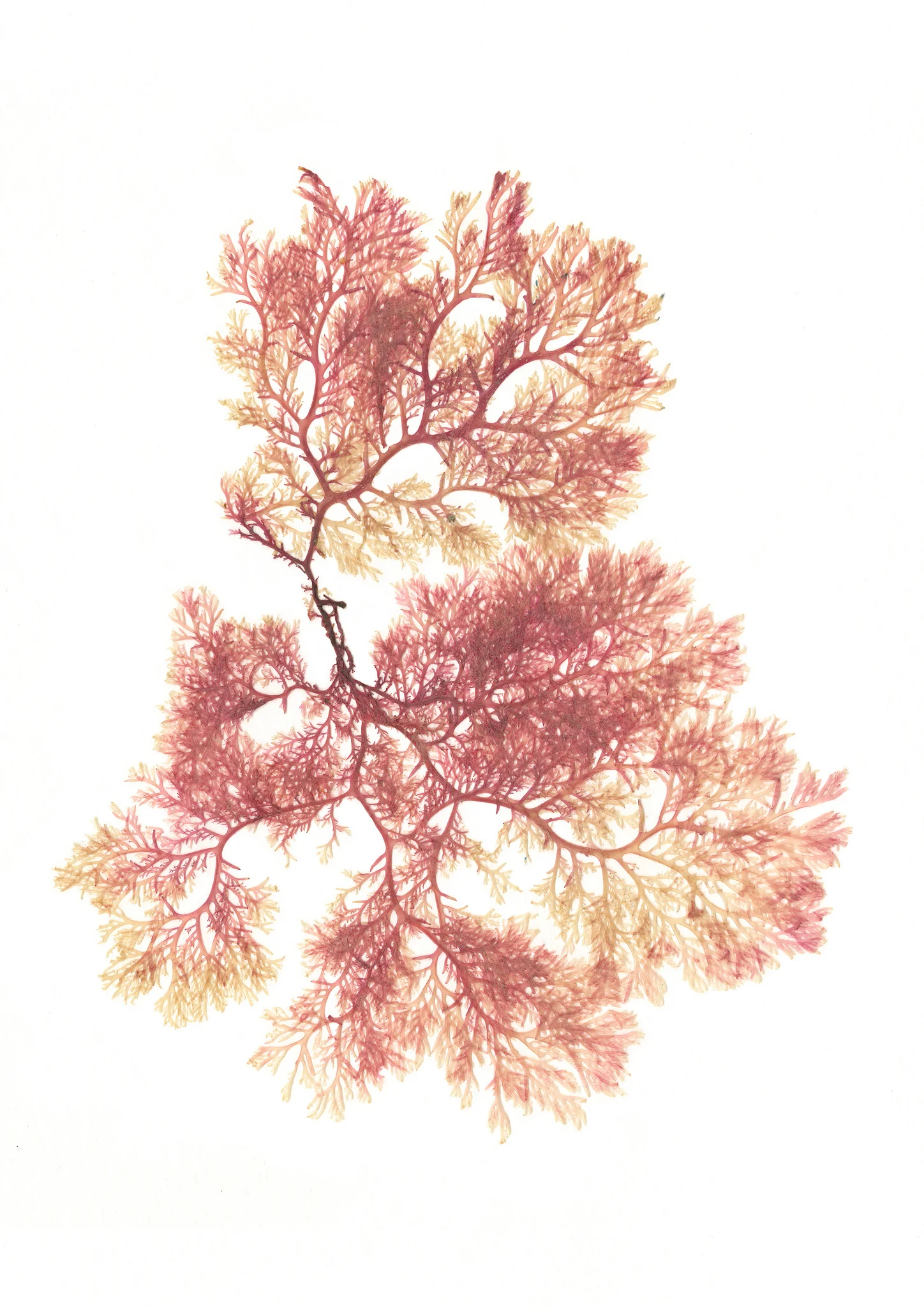 Pink-Pressed-Seaweed-Christina-Riley.jpg