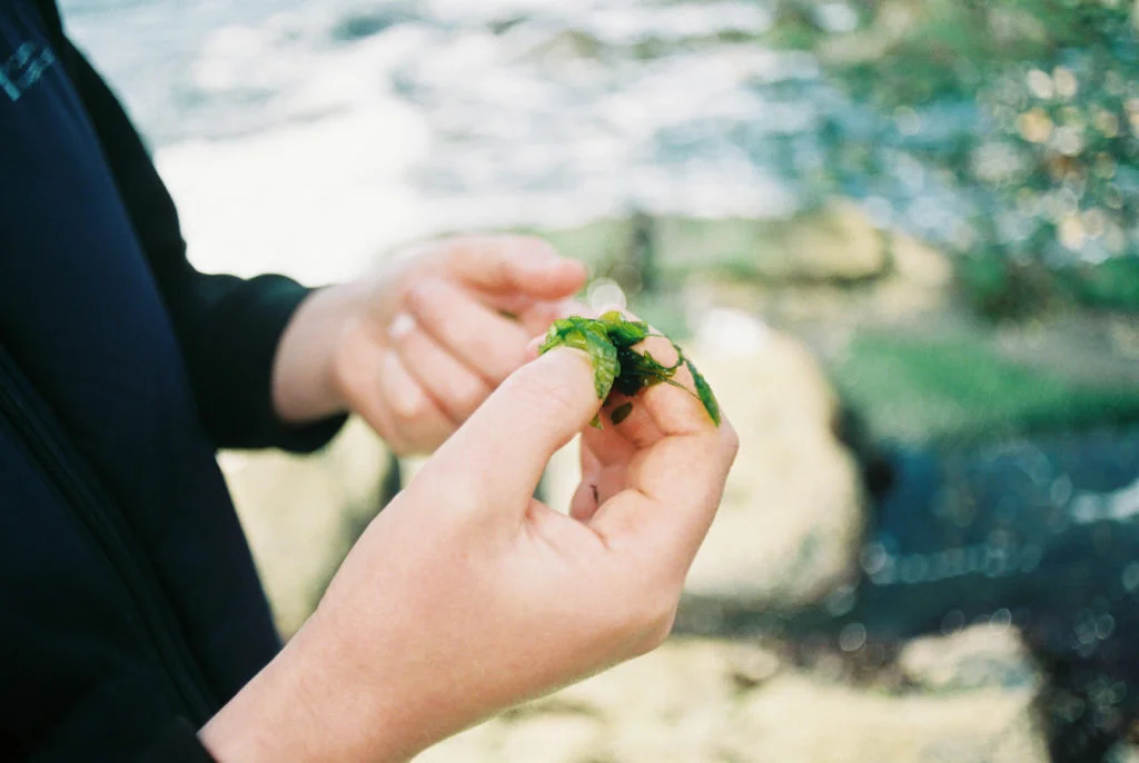 Easdale-Island-Seaweed.jpg