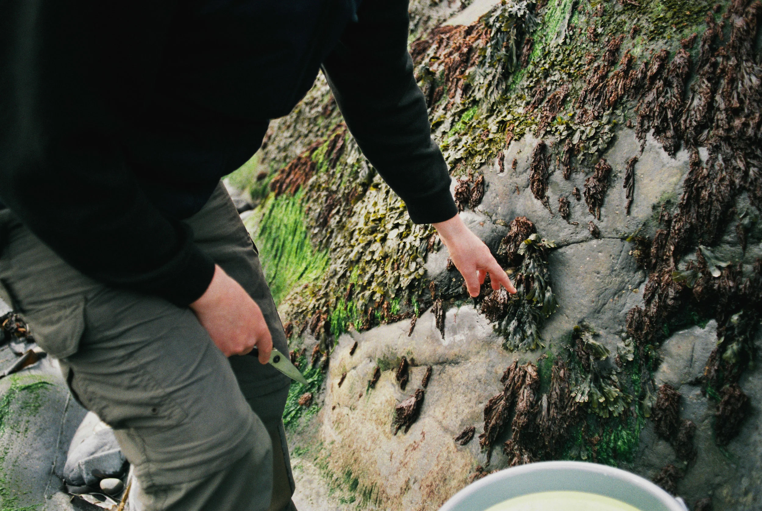 Seaweed-Foraging-Easdale-Duncan-Smallman.jpg
