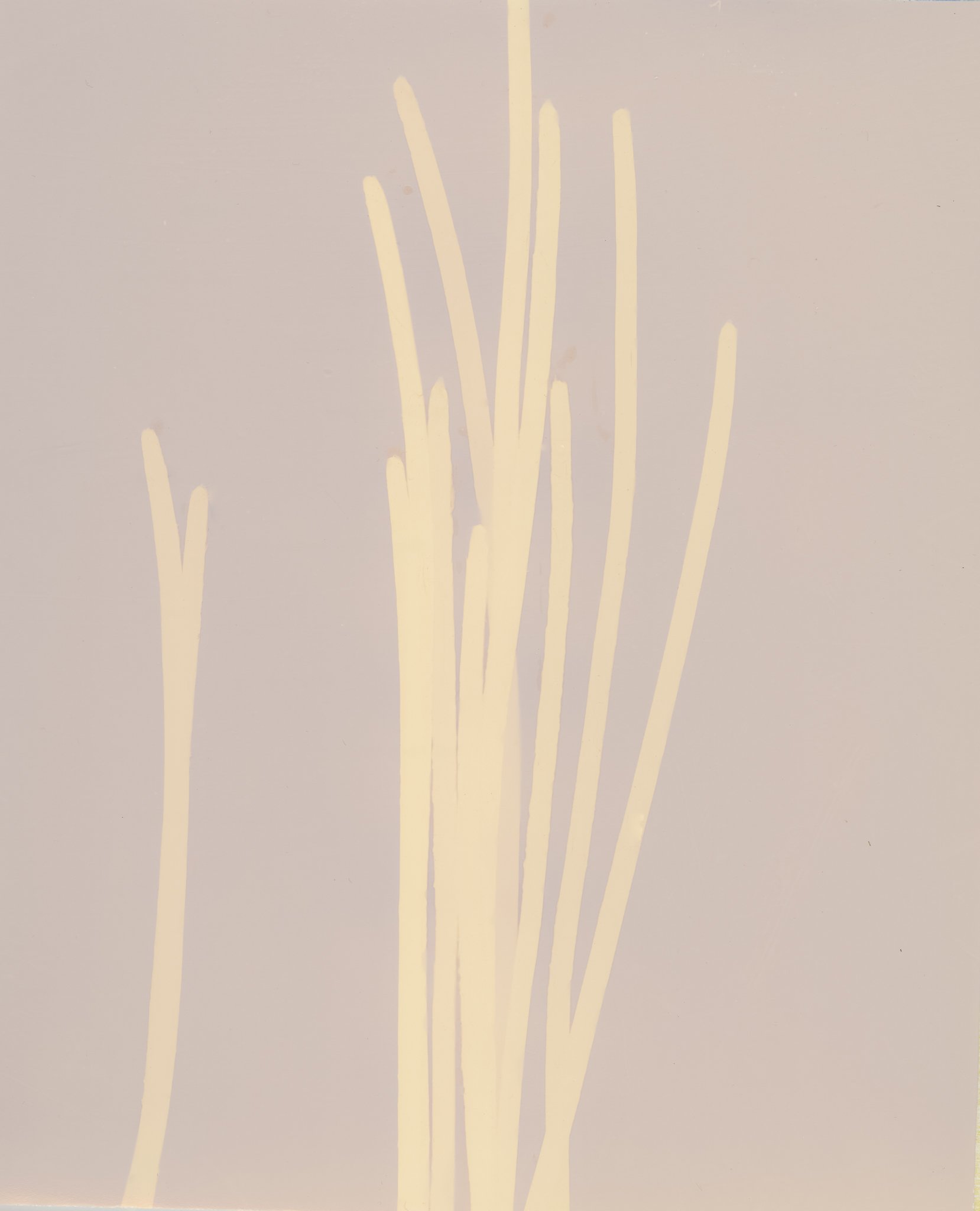 Seagrass-1.jpg