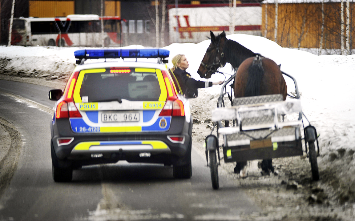 Police intervention when horse fled from stall.