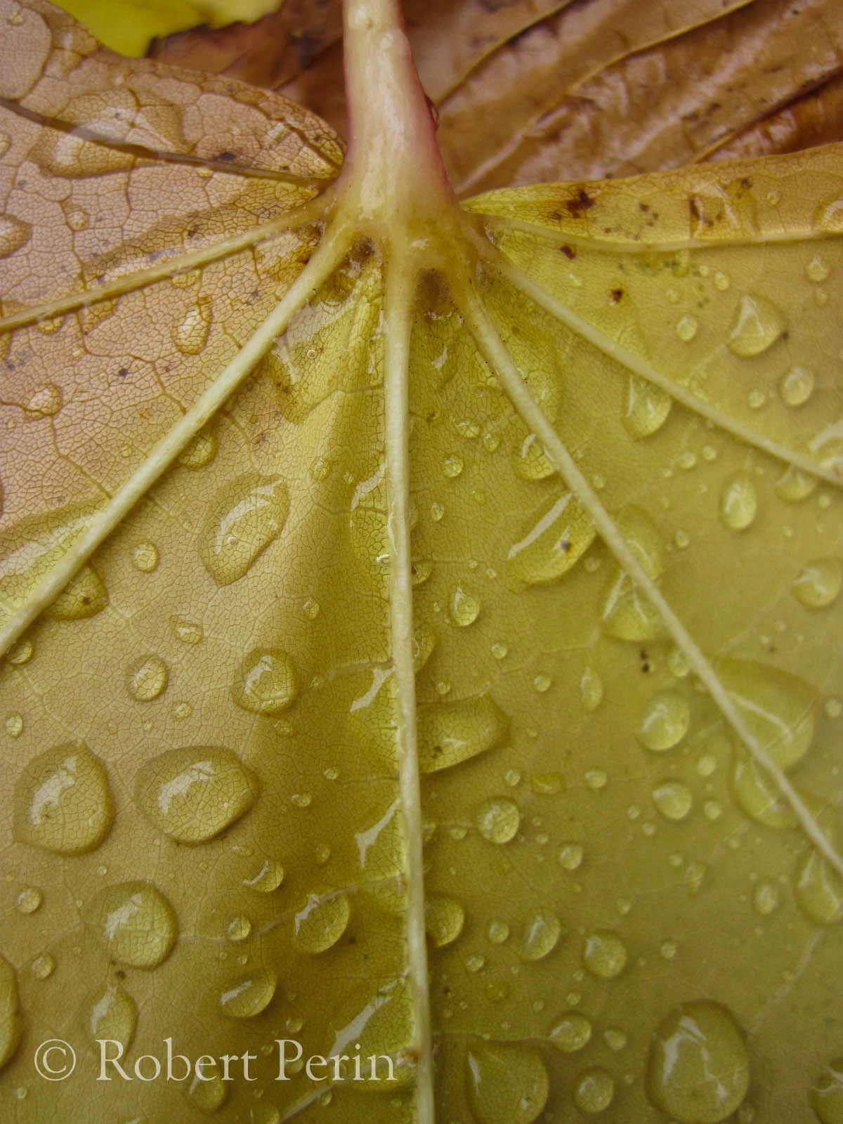 FANNING OUT