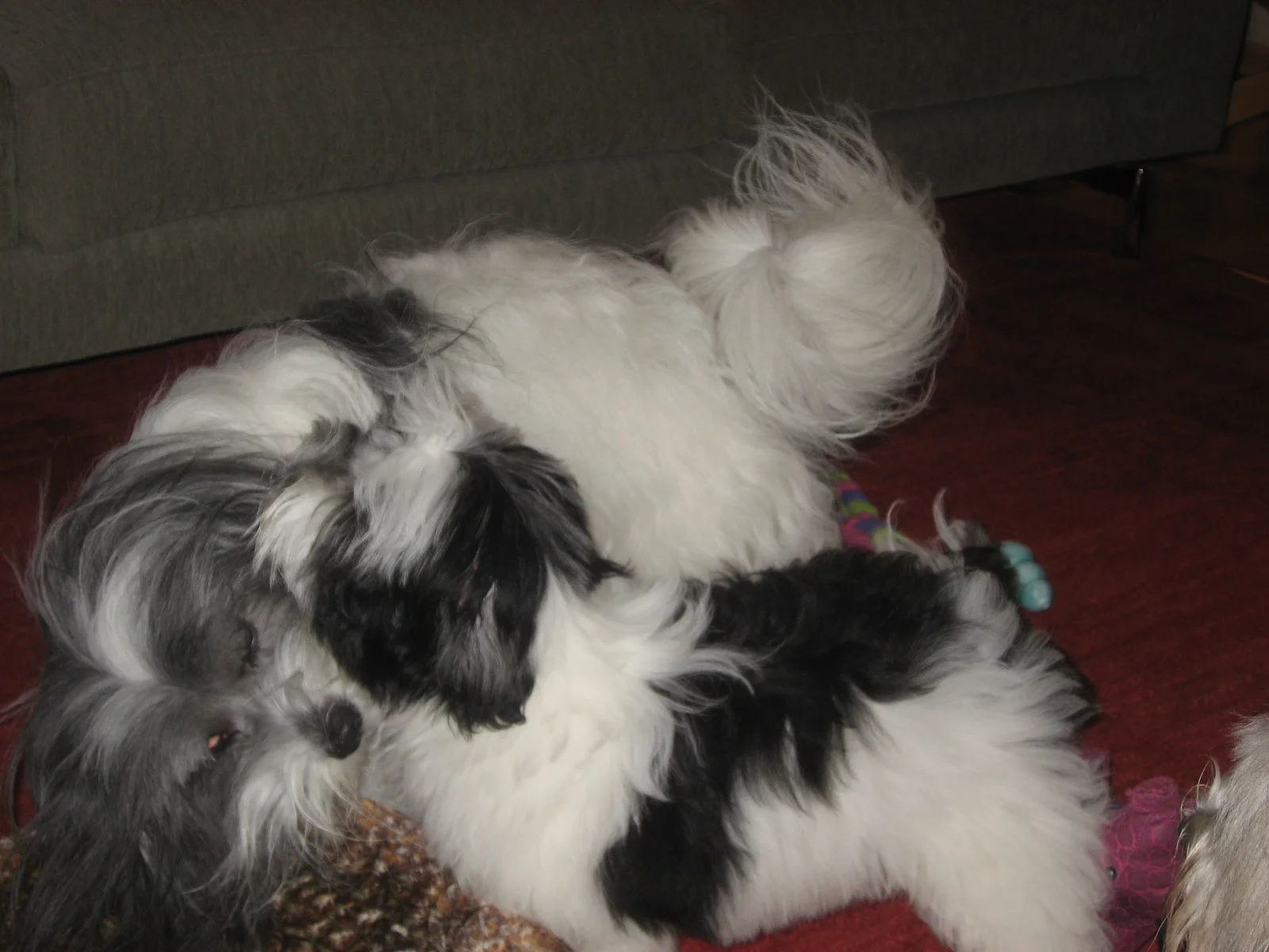 Aug 2009 Wolf and Ryder 002.jpg