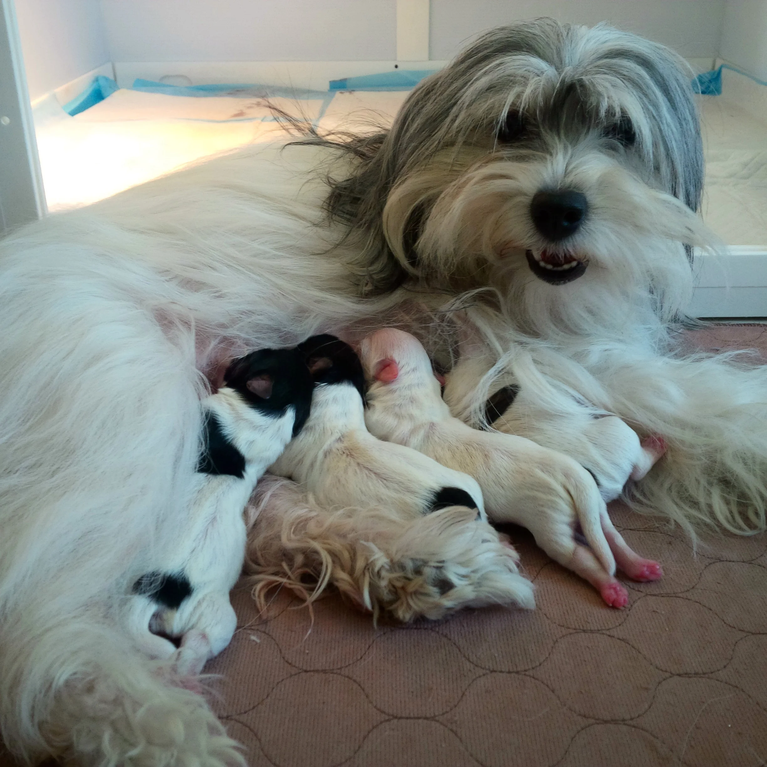 Sweets and puppies - 1 day old