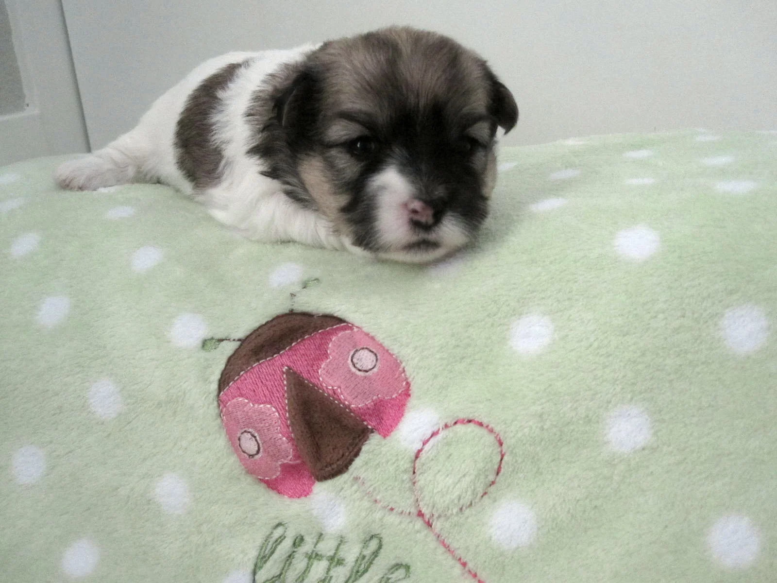 3rd born tricolor female