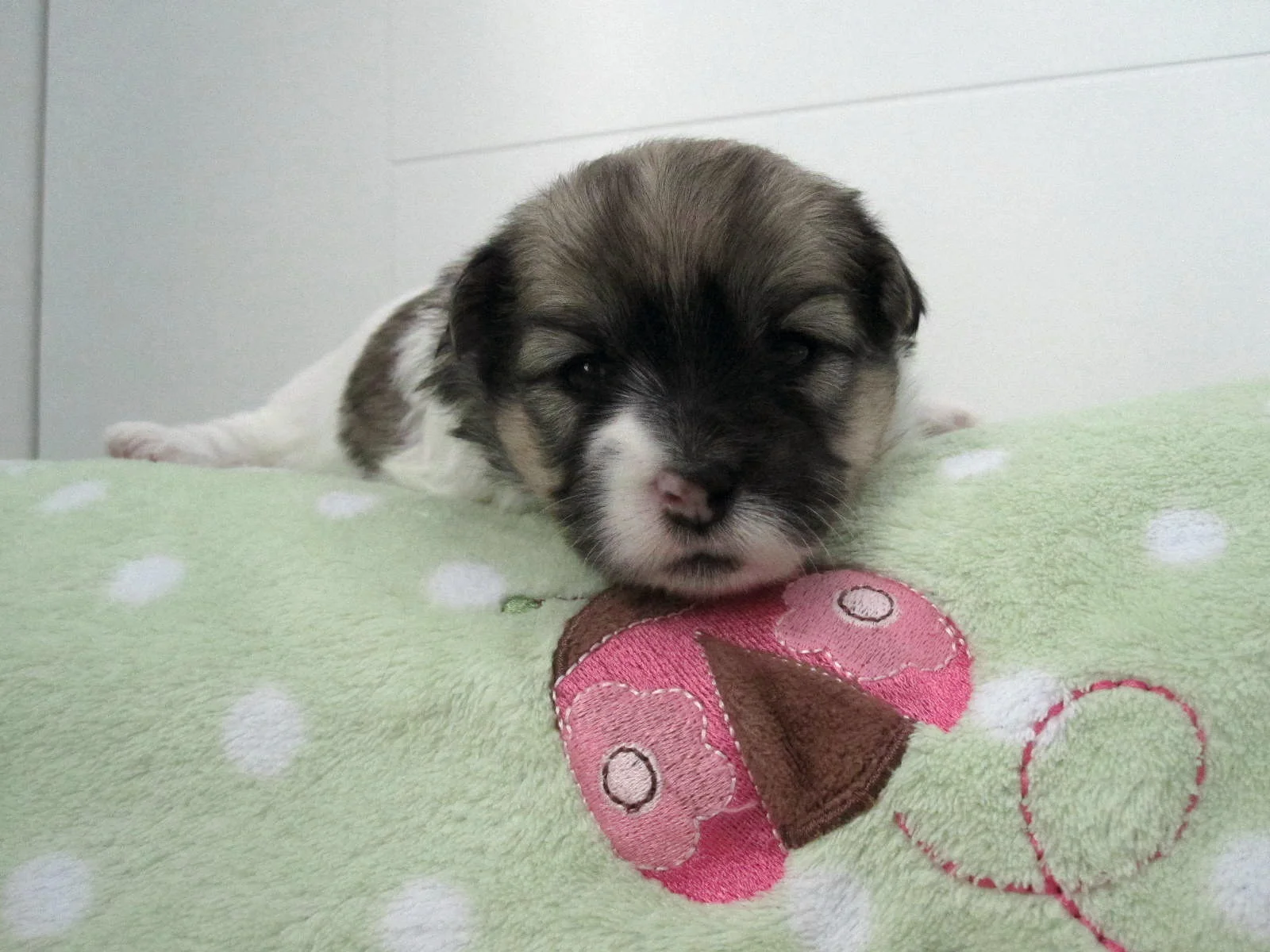 3rd born tricolor female