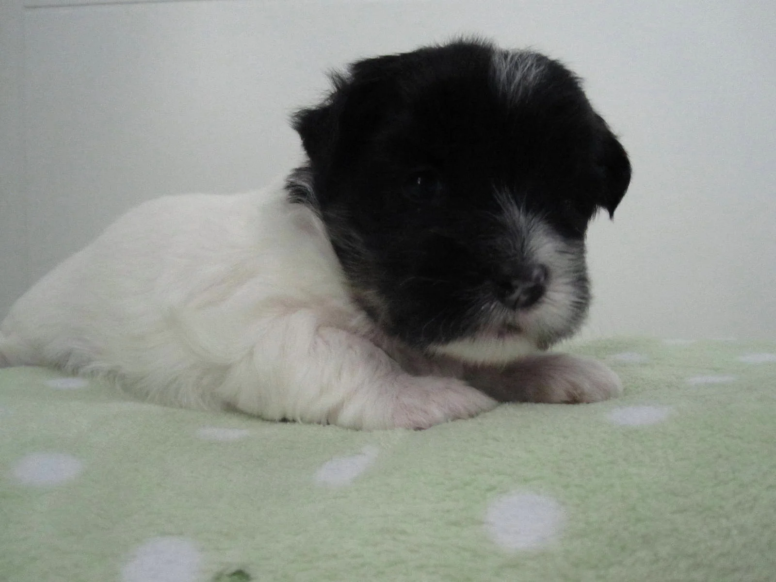 4th born b&w female