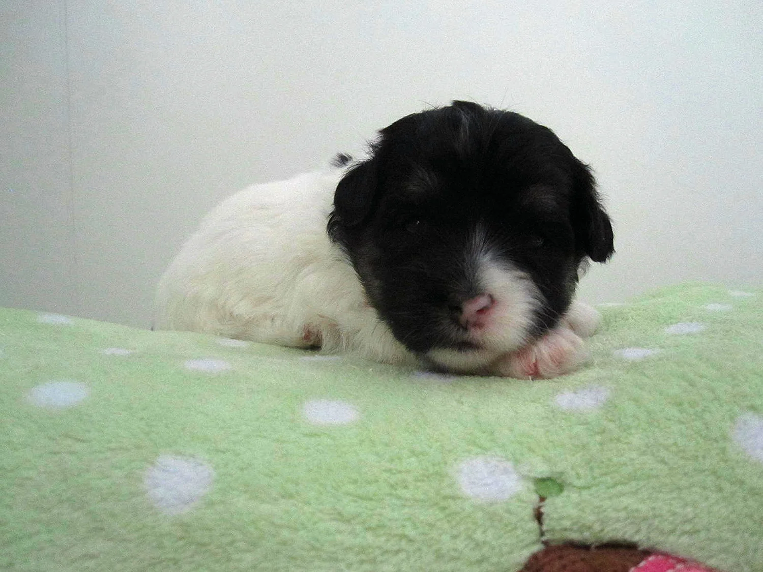 1st born b&w female