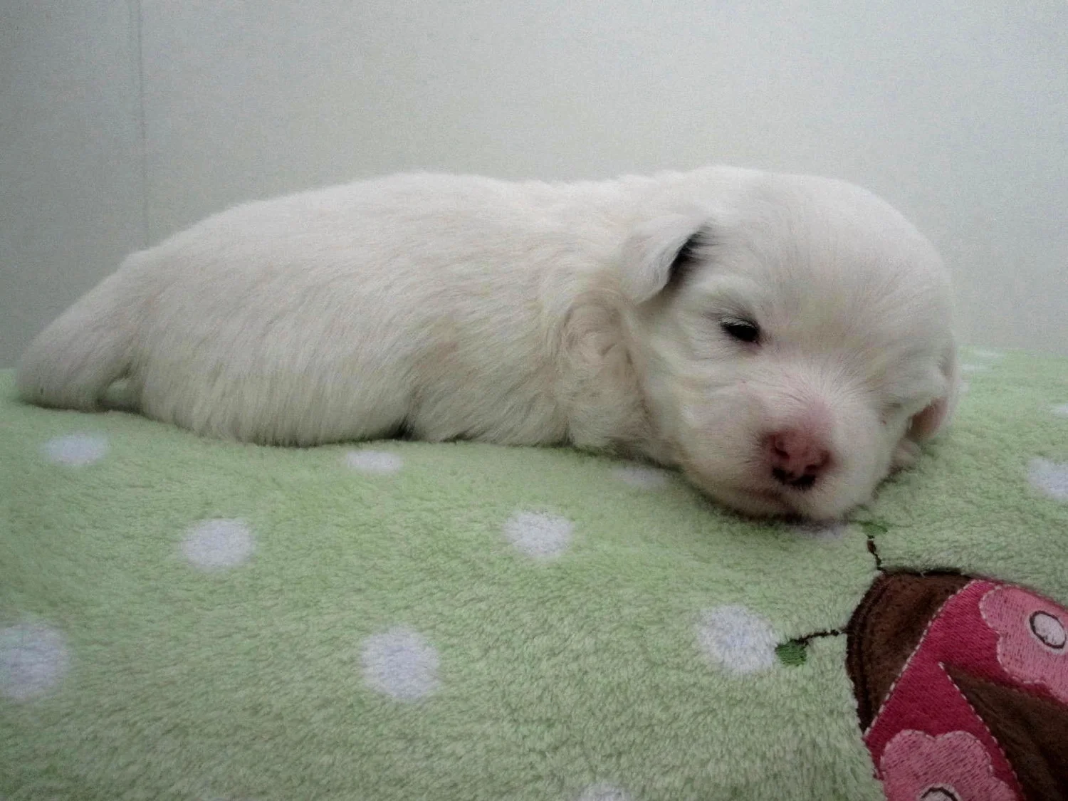 2nd born male all white