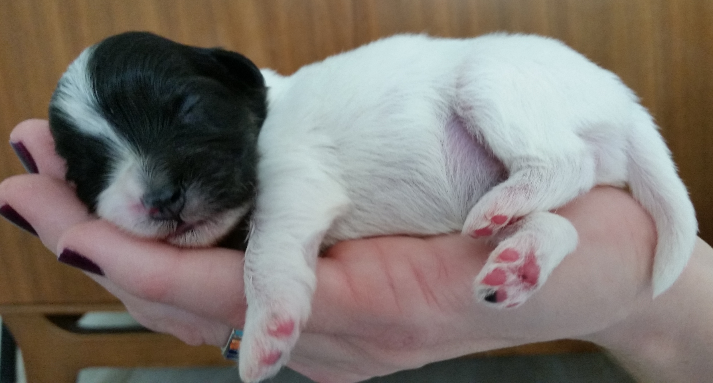 Pippi - Female