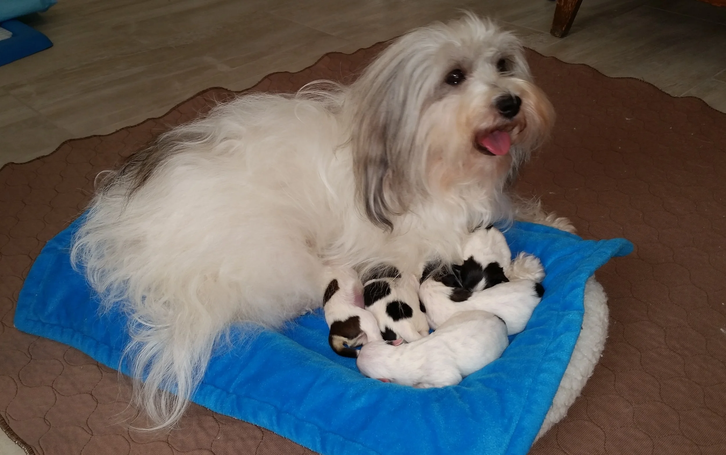 Bunny with her babies