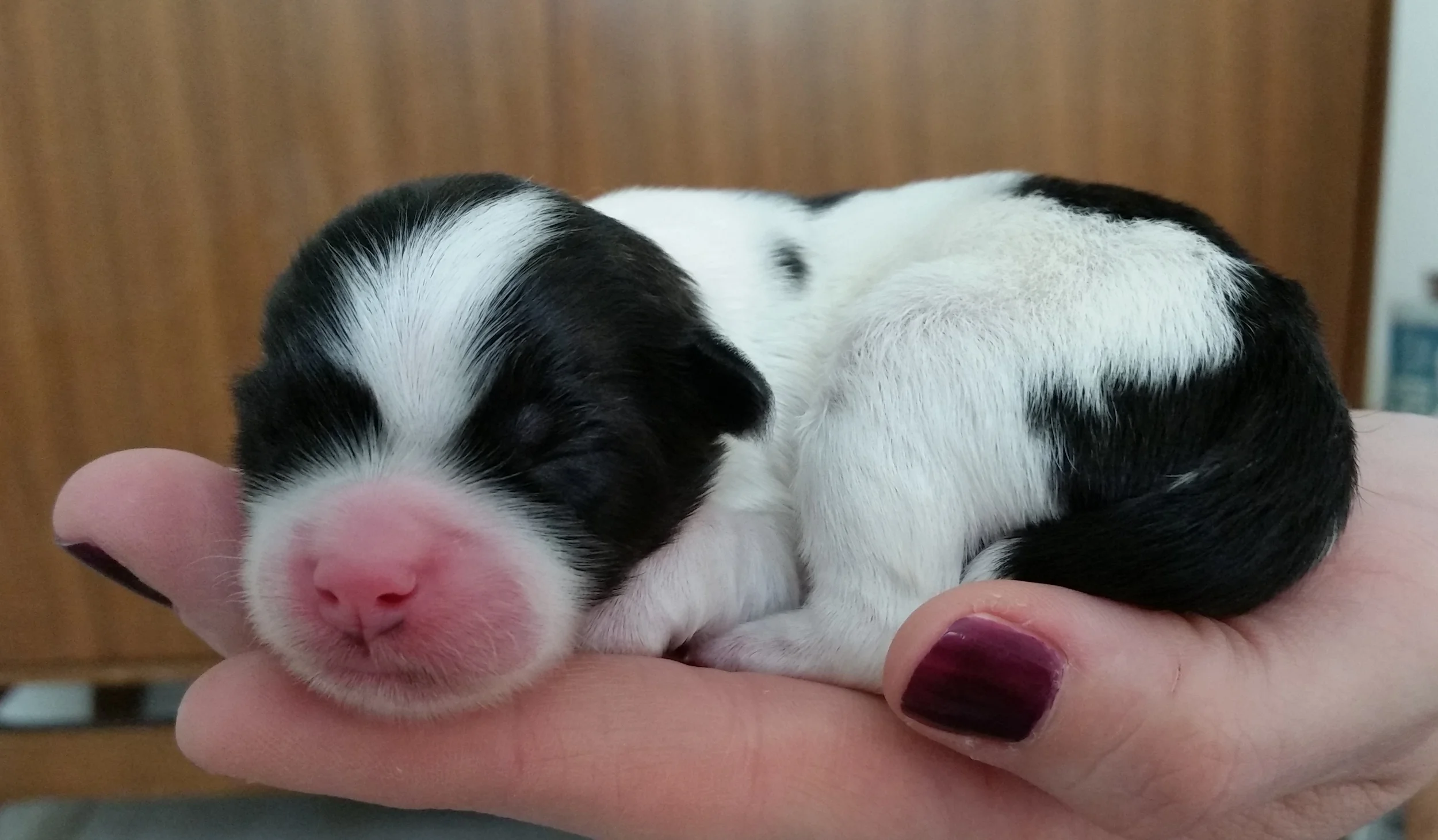 Harvey - Male