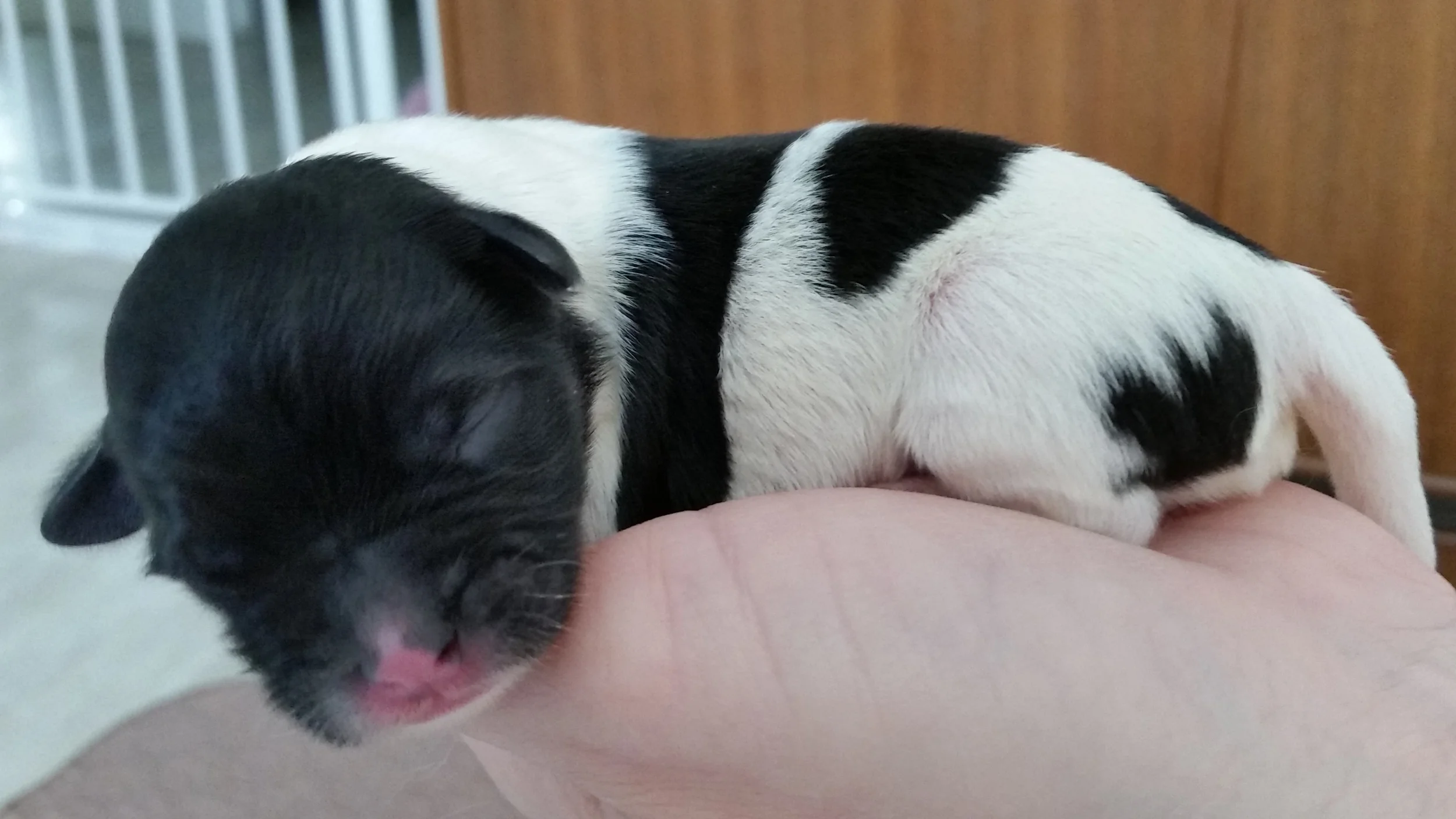 Hutch - Male