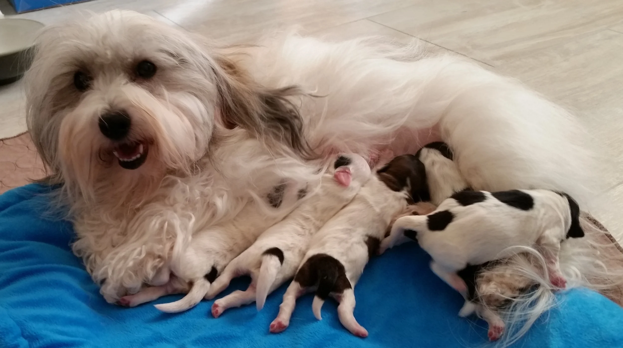 Bunny and babies