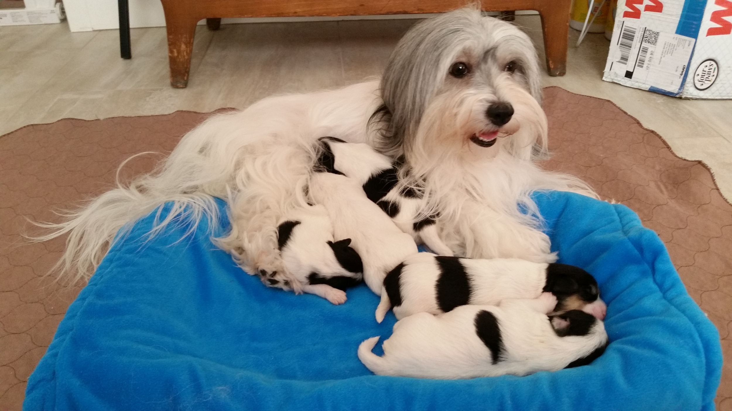 Sweets and babies