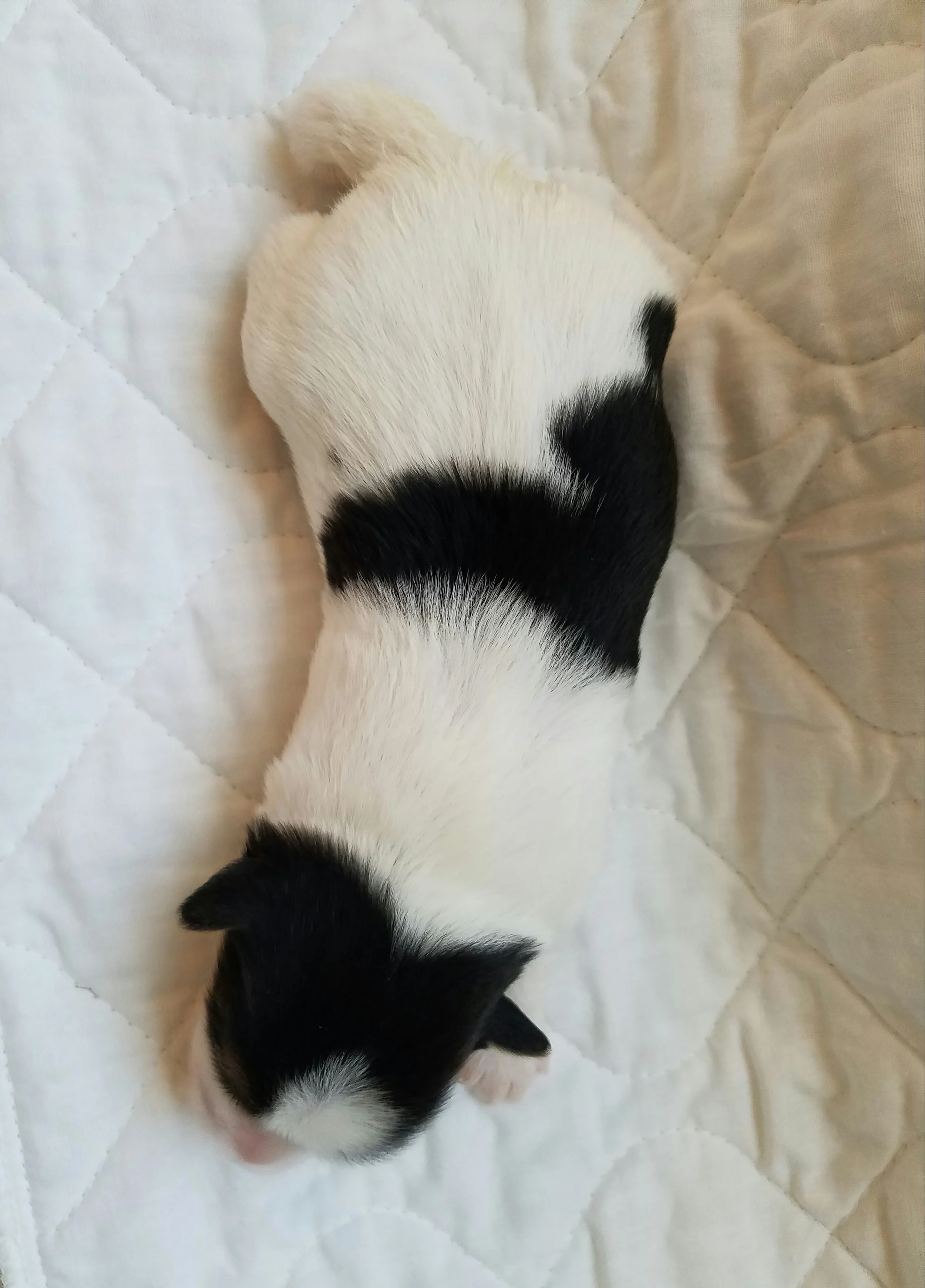 Curly's topside
