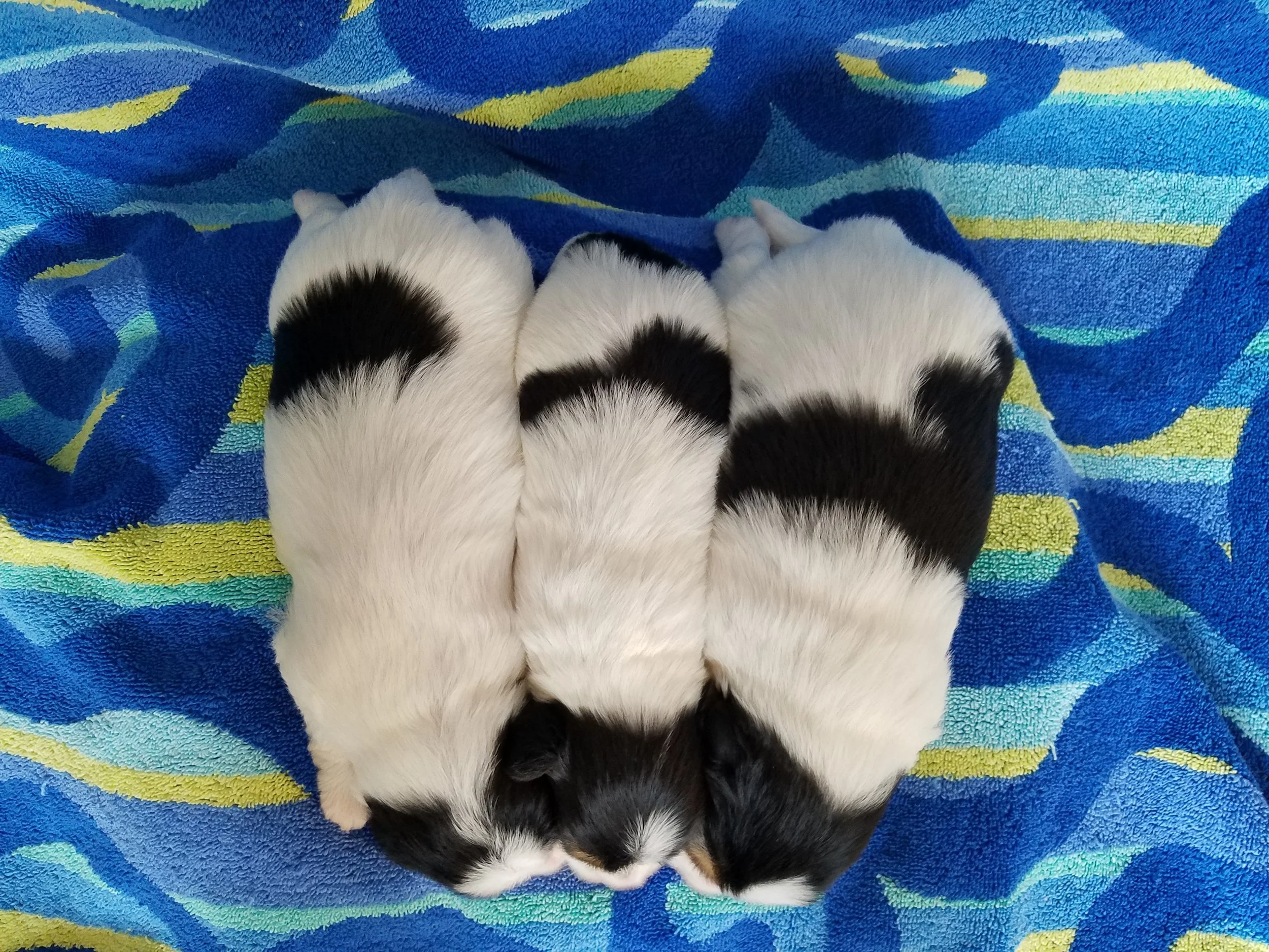 Moe, Larry & Curly