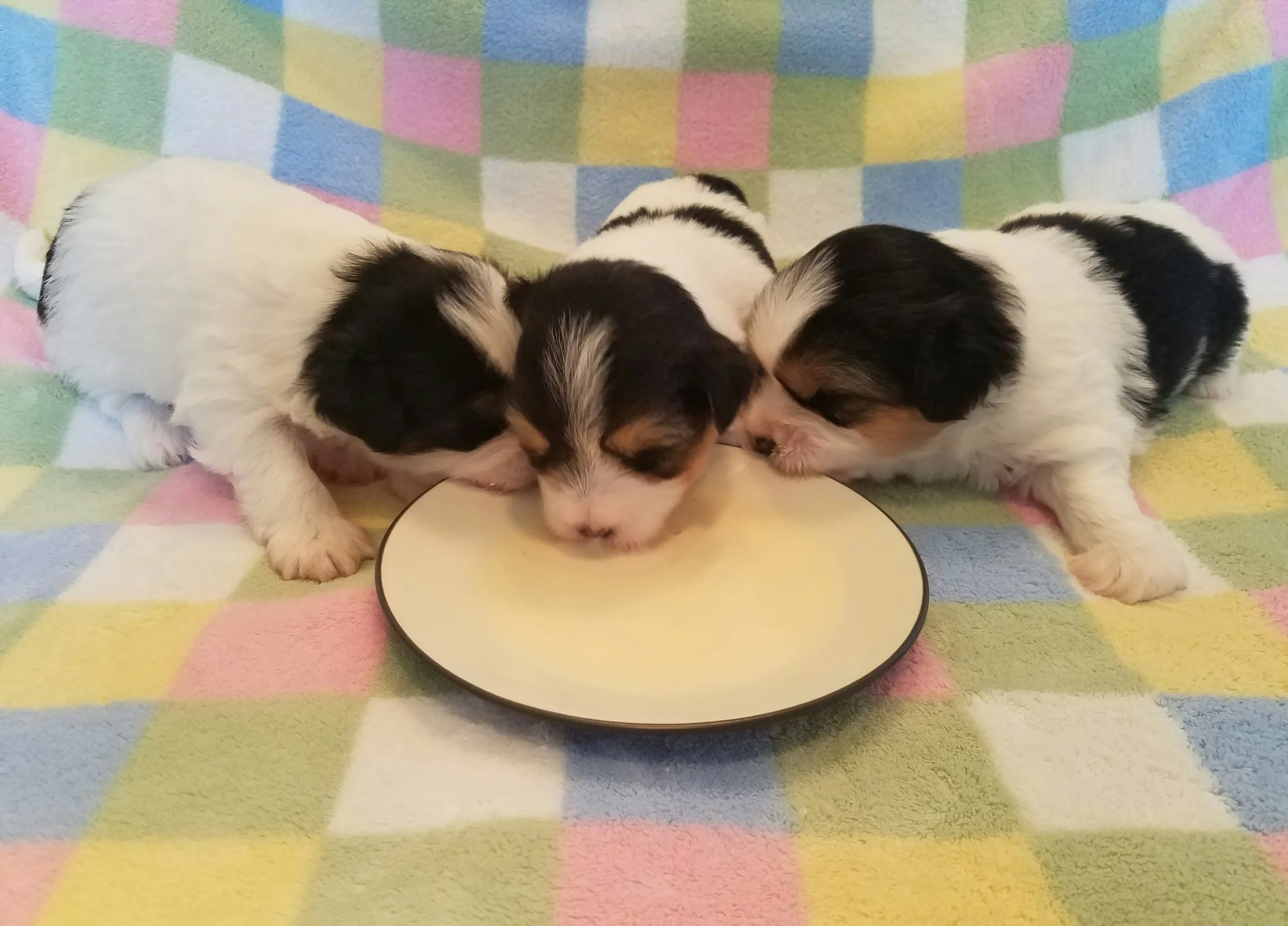 Moe, Larry & Curly