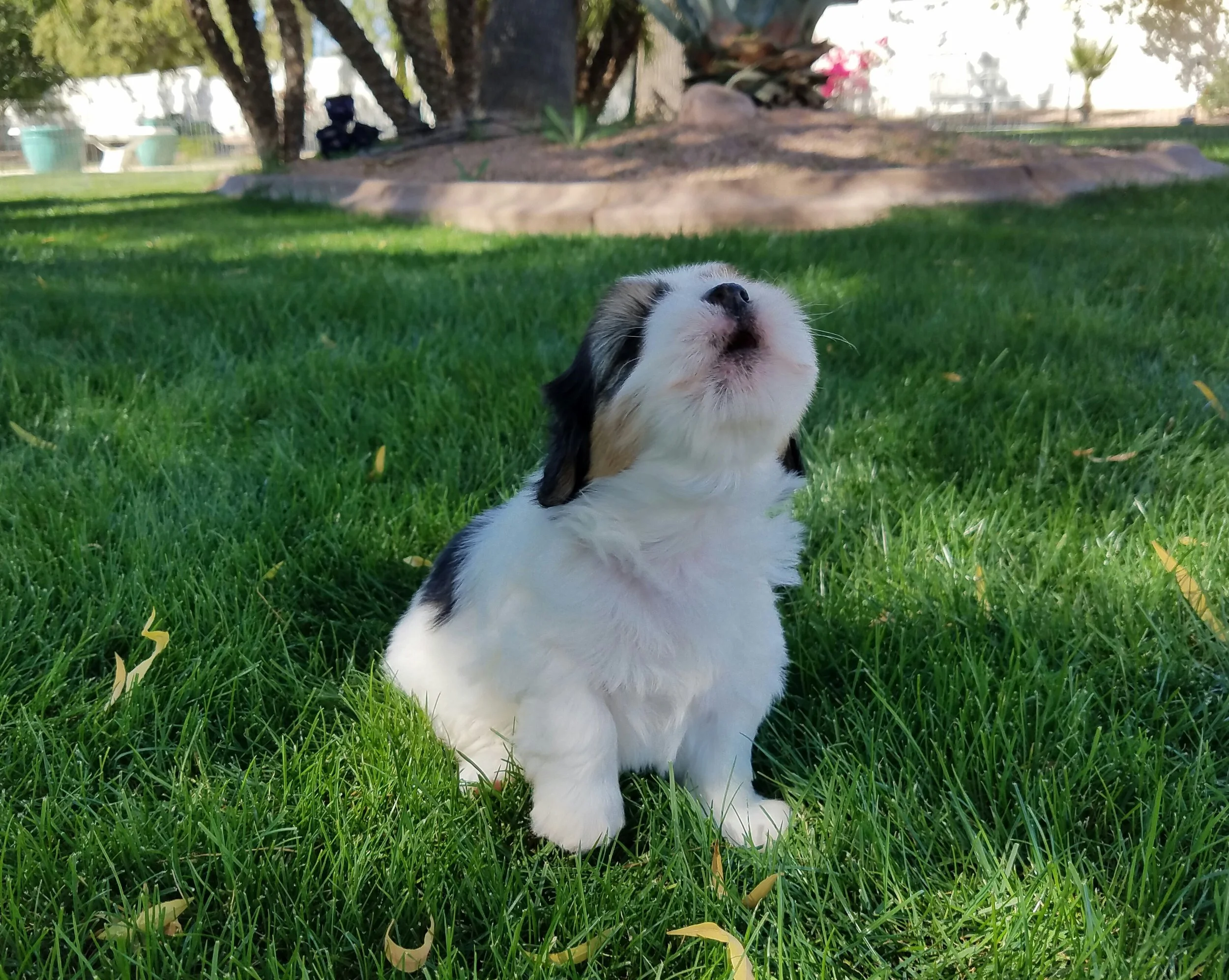 Curly howling