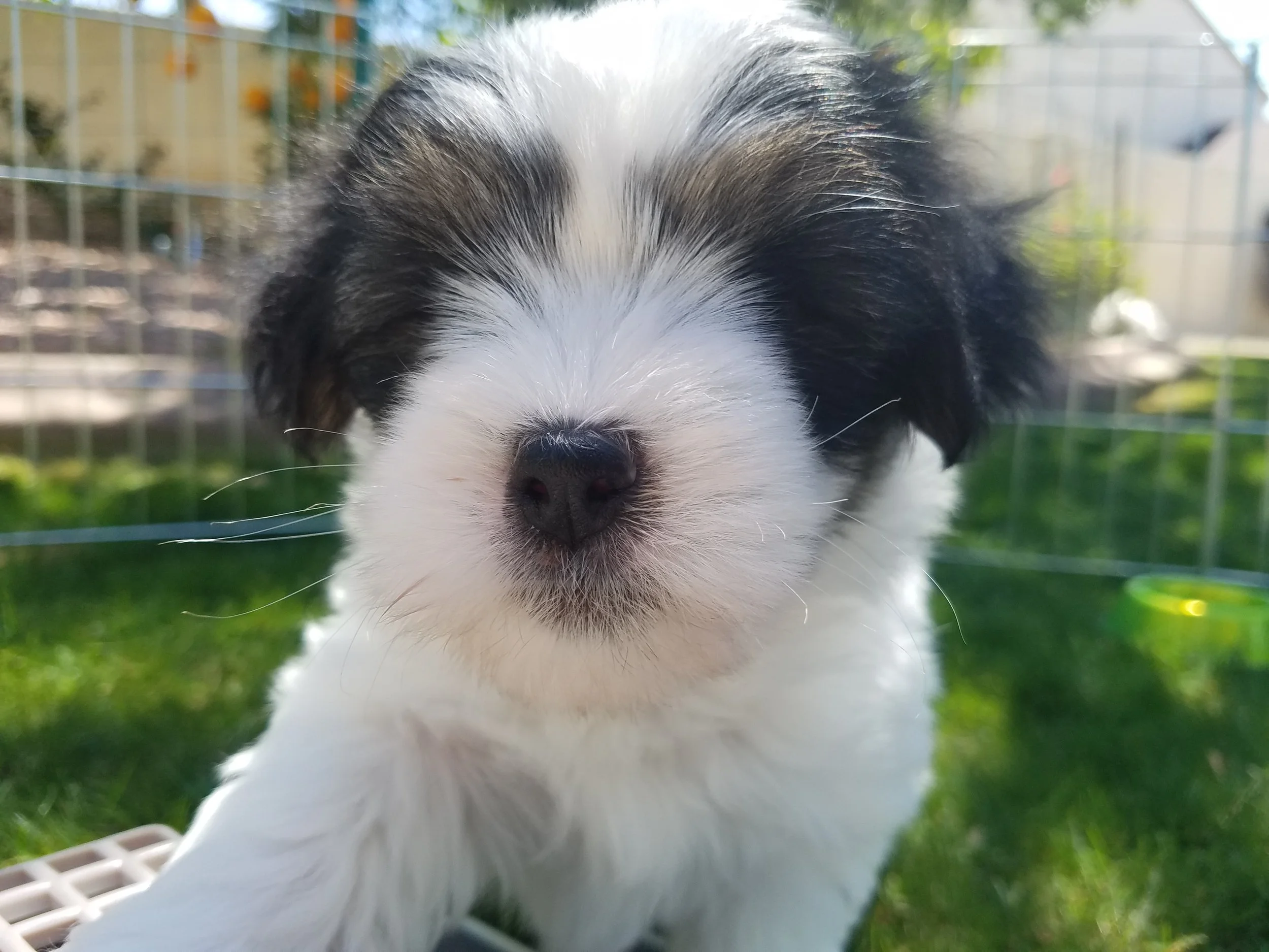 Max