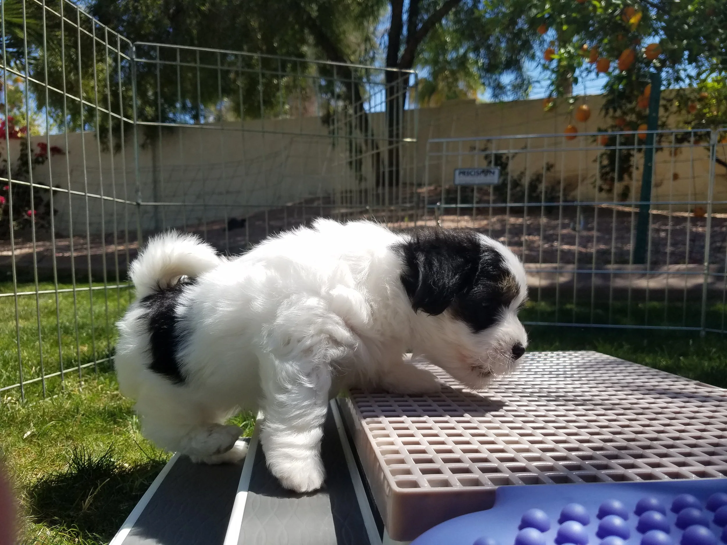 Max