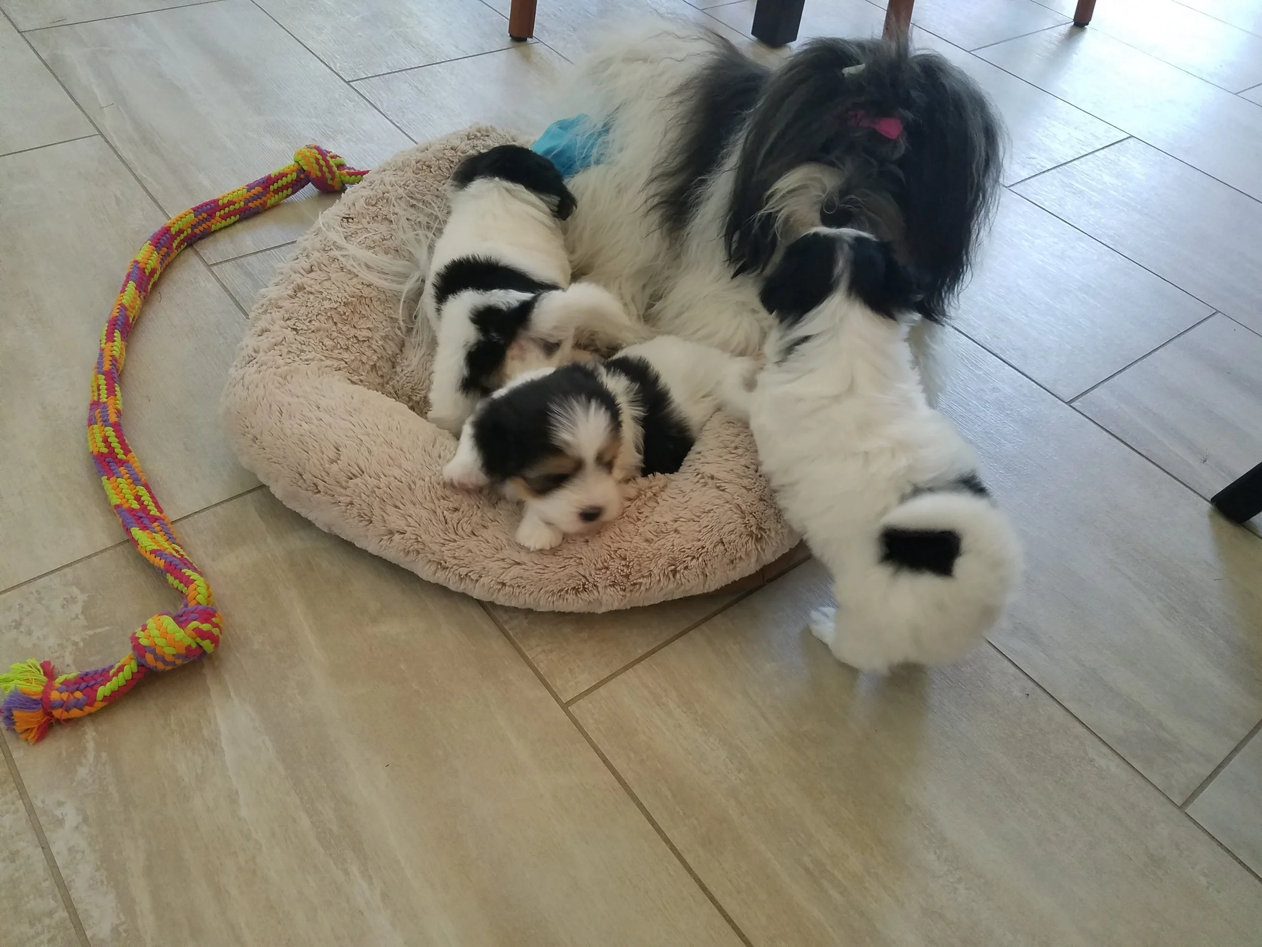 Big sister Rikki sharing her bed with her brothers.