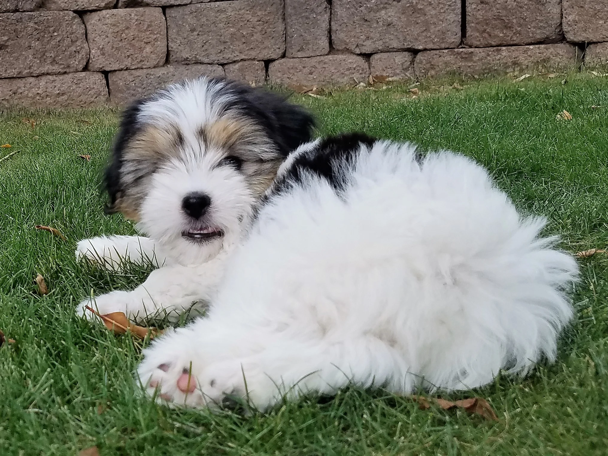 Levi