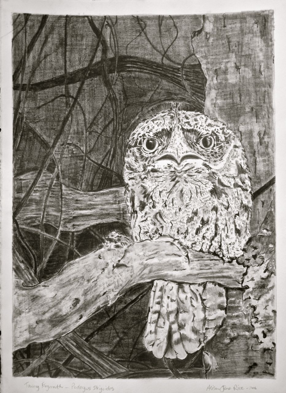 Tawny frogmouth_leura_grahite drawing by Alison Jane Rice 2016.jpg