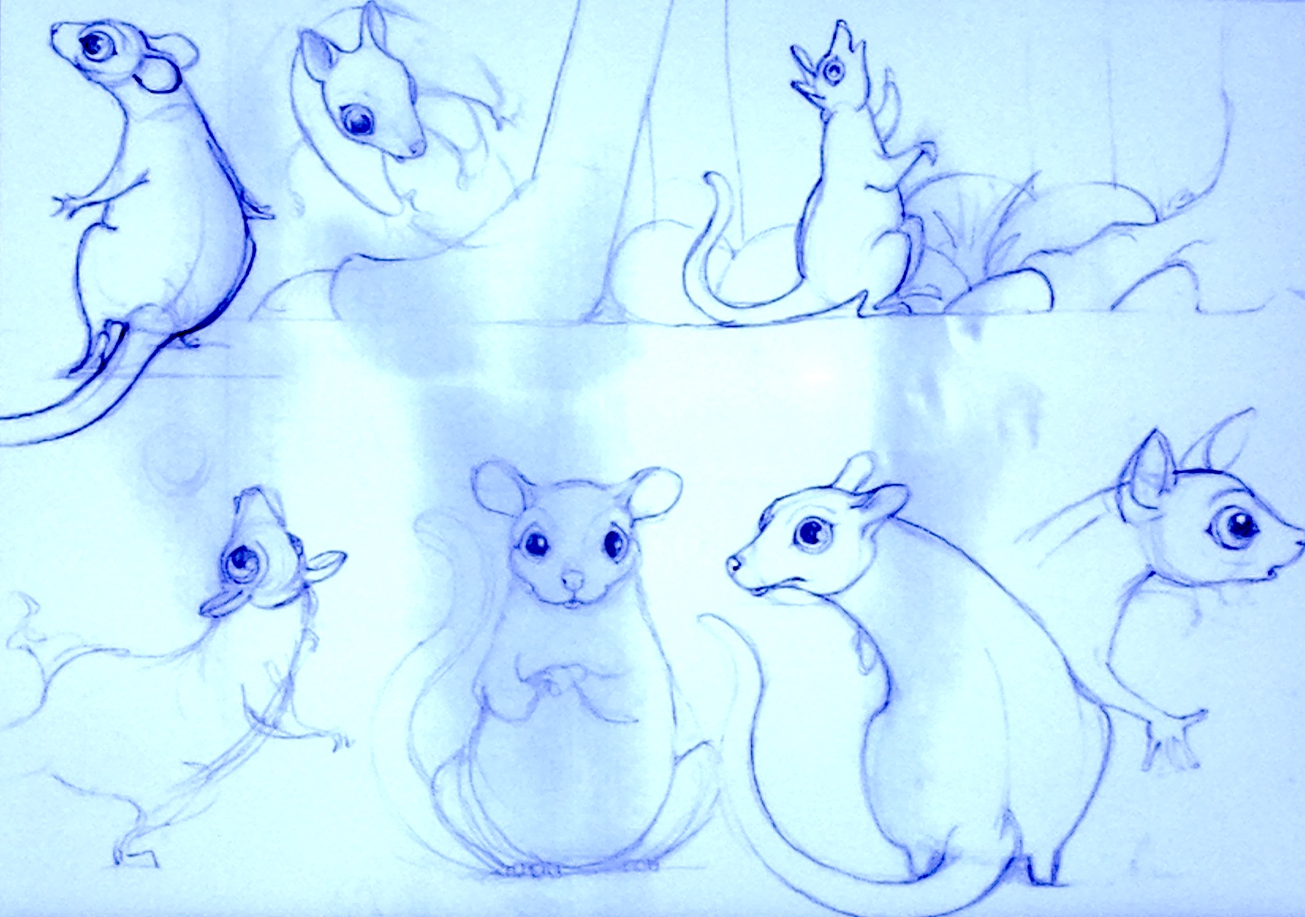 Early Possum sketches.jpg