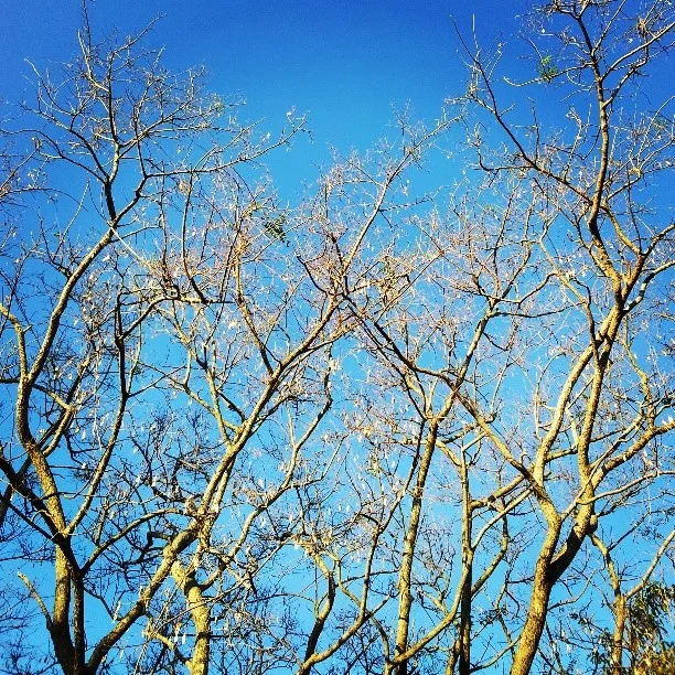 Golden Trees
