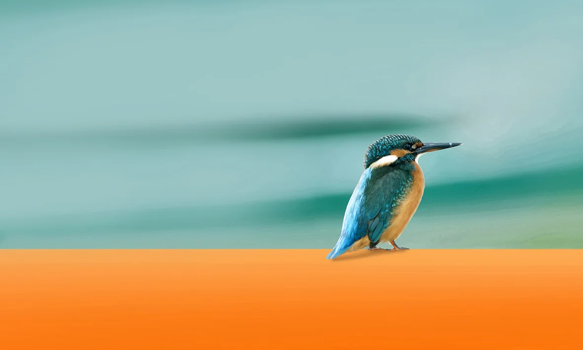 Kingfisher Backdrop.jpg