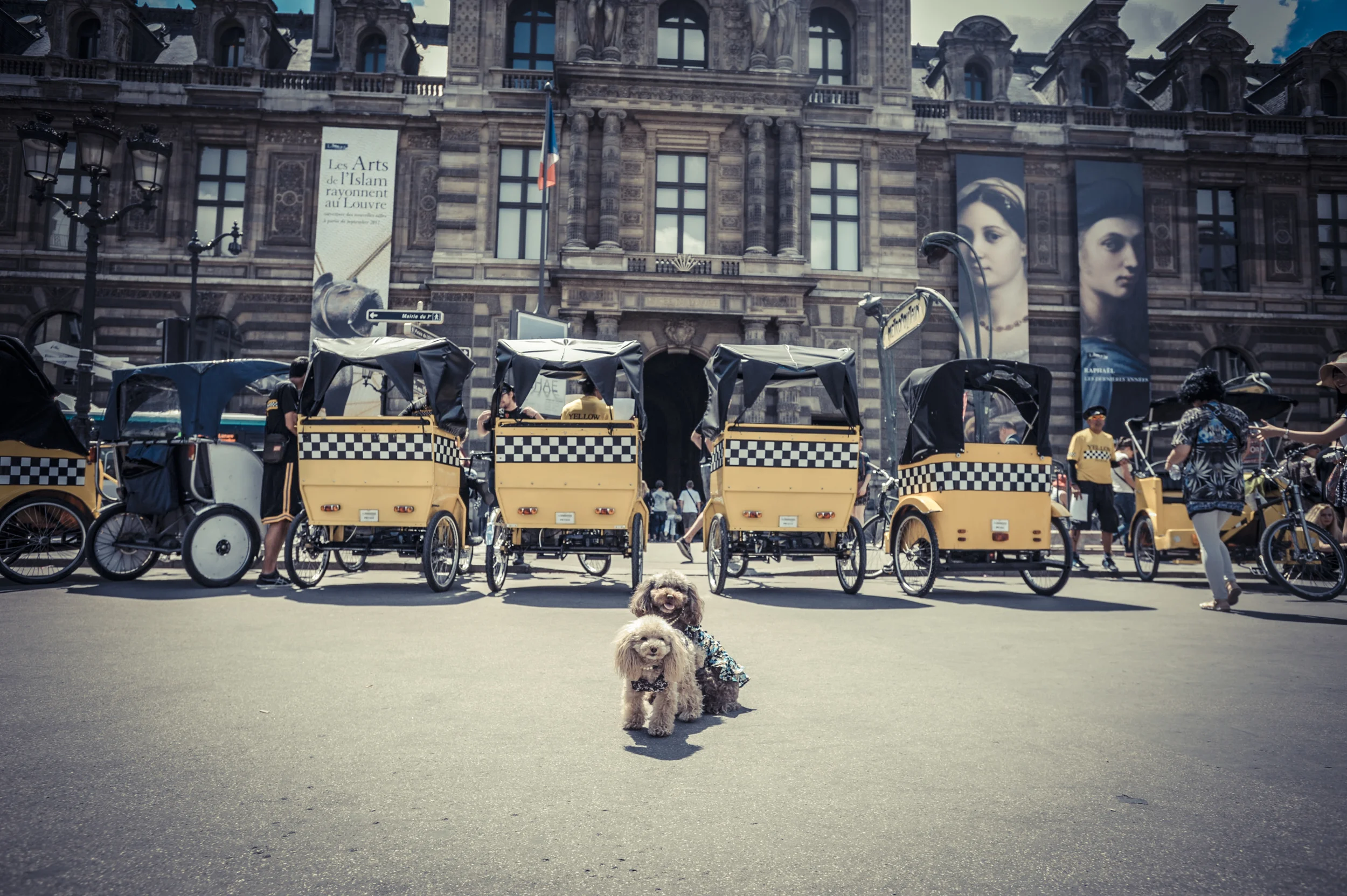 paris dogs