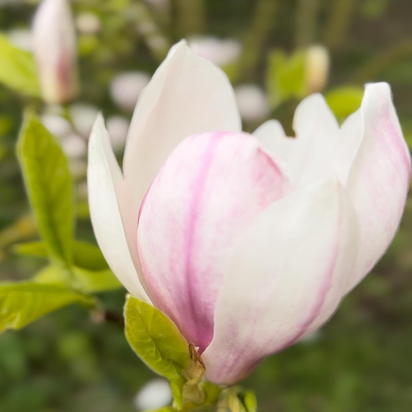 A red letter day for our friend @foragefinefoods with the publication of her new book about edible flowers. As this is peak blossom and magnolia season, this is the perfect time of year to try out  her inspirational ideas and recipes, so rush out and