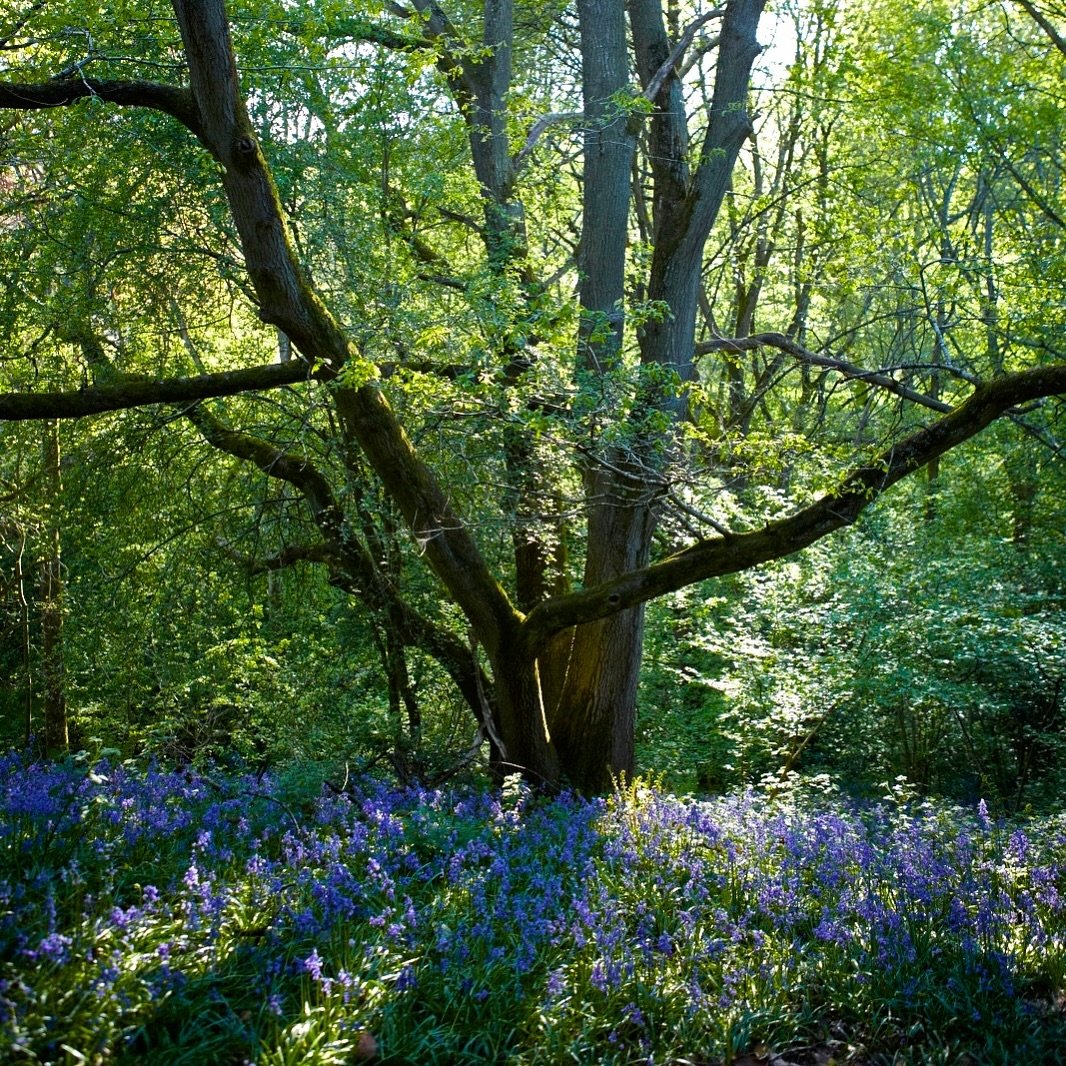 Carpets of bluebells meandering through the woods. Half of the world's bluebells are found in the UK and they take a long time to establish - about 7 years from seed to flower - which is why they're protected. But if you're staying in one of our holi