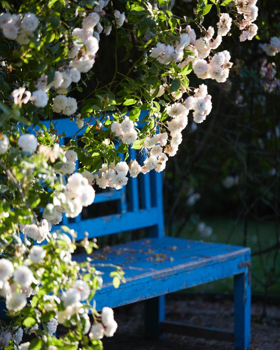 Calling all rosex fans&hellip;.The garden is open again today for @nationalgardenscheme from 10am-4pm. And again from Friday 20th - Sunday 22nd June. At the same time us a wonderful selling exhibition of John Pipers work. Doubly tempting&hellip;.
.
.