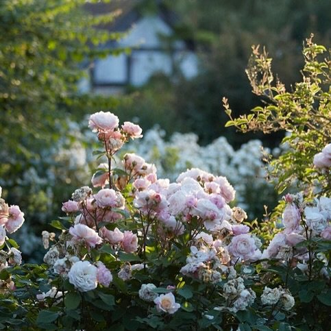 Now or never! (or at least, not till next year). This is the last day of our Open Garden in aid of @nationalgardenscheme charities and John Piper pictures from @fiftiesart. Gardens and art - the perfect way to spend a Sunday! . We are open from 10am-