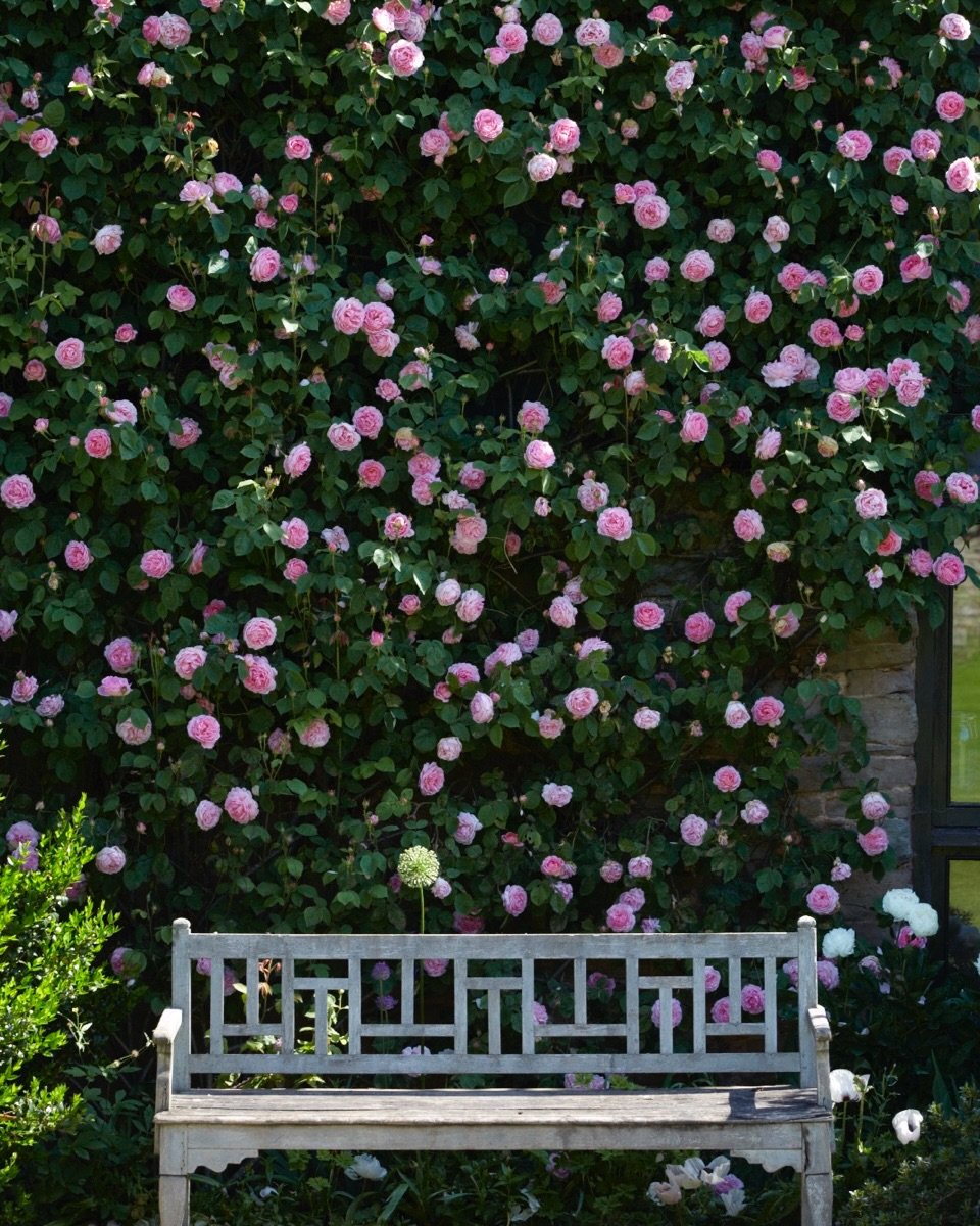 Roses in February? Not in our garden where they&rsquo;re stilled tucked up for winter, but here are a few of our favourites to enjoy this Valentine&rsquo;s Day. True love is happy to wait, and so are our roses, but it won&rsquo;t be long now until th