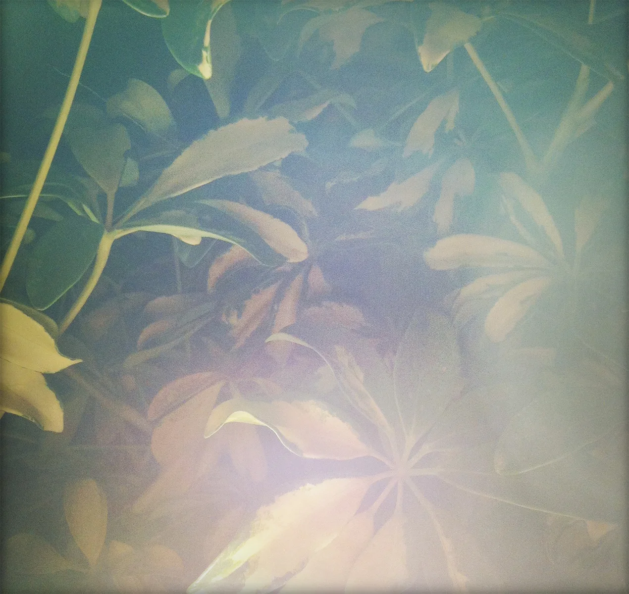 Pf001.jpg