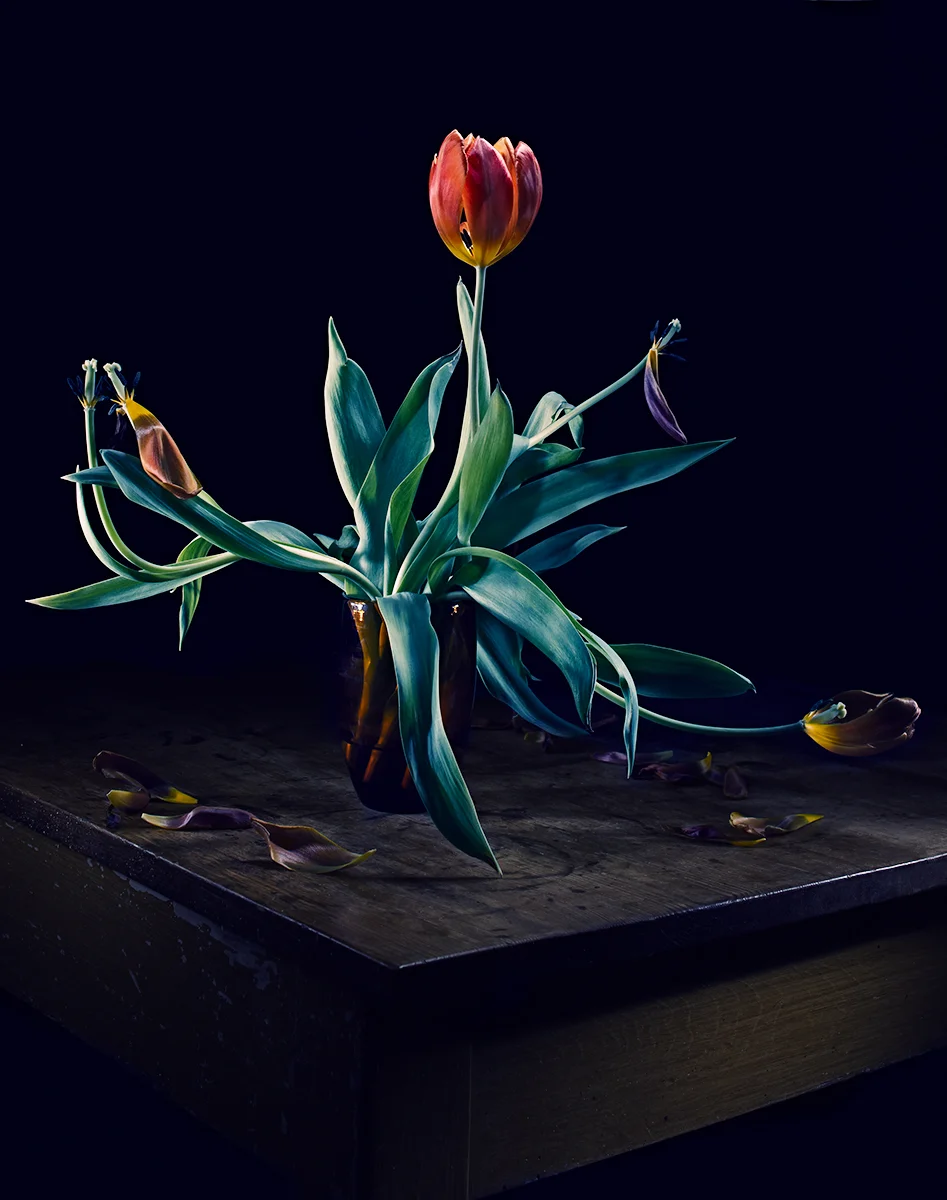 Tulpe-001-OK-Seite.jpg