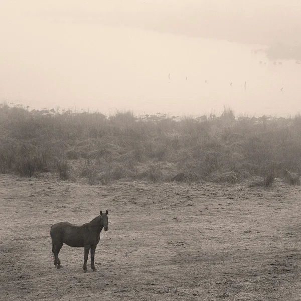 NGAMTN_012906_020sepia.jpg