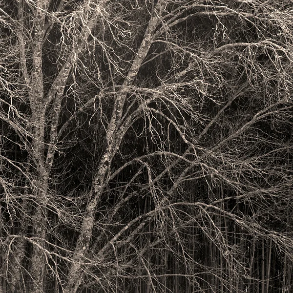 NGAMTN_012906_047s.jpg